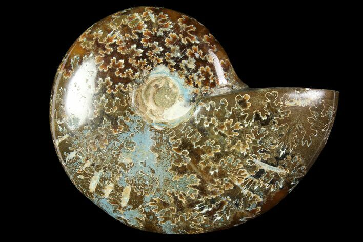 Polished, Agatized Ammonite (Cleoniceras) - Madagascar #119001